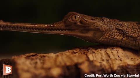Fort Worth Zoo Shows Off Birth of Critically Endangered Gharial Crocodiles