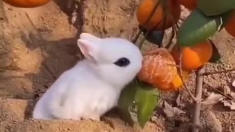 Best Funny Animal Videos of the year (2023), funniest animals ever.