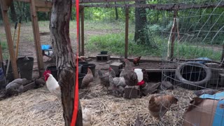 Fixing up the chicken pen with straw and hay.