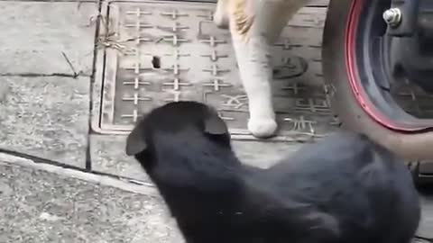 A cat betrays her lover