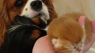 Tiny Kitten Introduced to Doggy Siblings