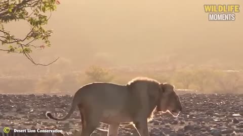 45 Brutal Moments Lion Attack Warthog | Lion Documentary 2023
