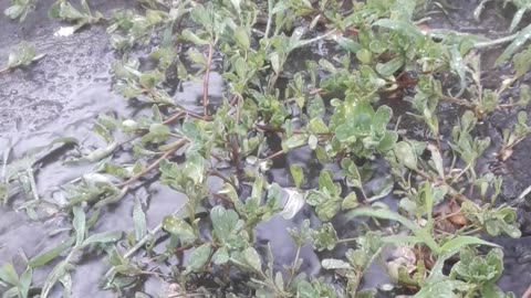 Garden flooded