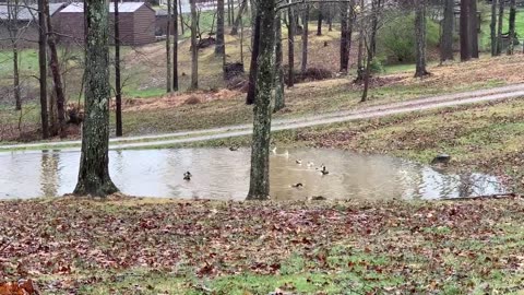 Ducks love the extra rain
