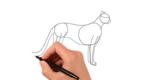 How to Draw different animals