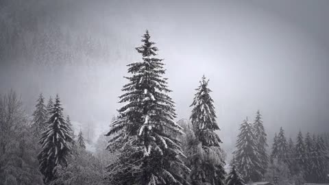 Snow _ Winter _ Nature _ Relaxing _ Free HD Videos -