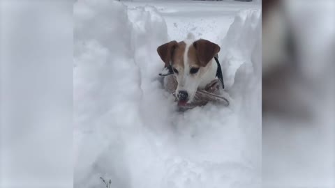 Dogs Get Lost Under Thick Layer of Snow