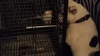Dog desperately wants to befriend parrot