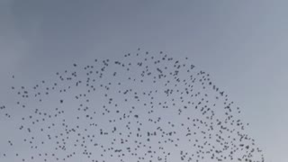 Flock of Birds Flies Overhead
