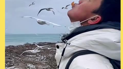 Seagull taking food from someone's mouth