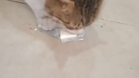 Smart cat eats