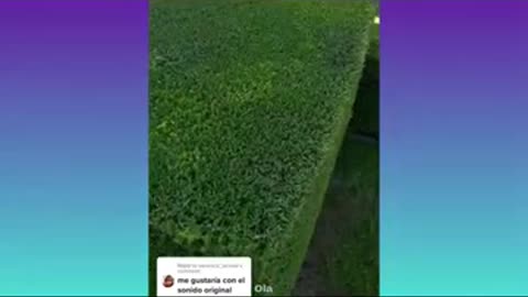 Oddly satisfying grass cutting