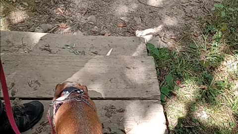 Dachshund who walked.the Appalchian trail. Pre episode 1