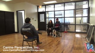Consultation: Boba | Leash Reactivity Towards Humans, Dogs, And Animals, Previous Training