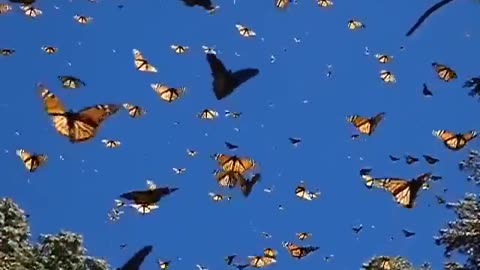 Butterflies in sky