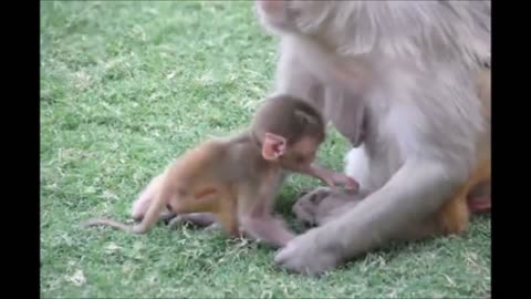 Monkey See Monkey Do! (Baby Edition) - Cutest Compilation