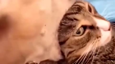 Best compilation of funny clips for cats and dogs 2022 Laugh now