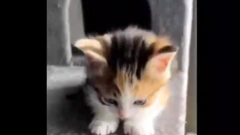 Adorable kittens and cats explore the world