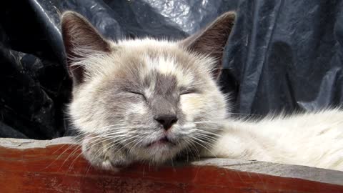 Watch how the lovely English cat Lulu sleeps at home