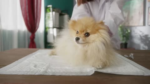 Veterinarian is conducting examination of pomeranian. Nurse is examining the dog