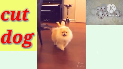 Baby dog 🐶cute funny video