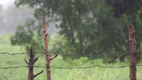 Finally Showing You Relaxing Thunderstorm