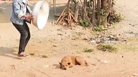 Troll Prank Dog Funny & fake Lion and Fake Tiger Prank To dog & Huge Box Prank to dog