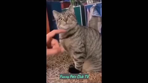 Funny Animal Videos 🤣 Funniest Cats and Dogs Videos 2024 😁 #98