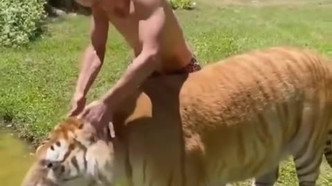 funny animal Videos