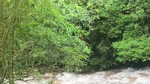 Rescuing a Dog Near the Macacu Waterfalls