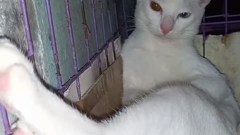 cute, pet cat in the cage(pogi yarn)#short#shortvideo