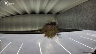 Mama Bird Protects Chick From Attacker