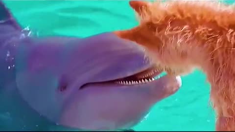 The little dolphin saved the little dog
