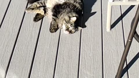 Boo playing on the deck.