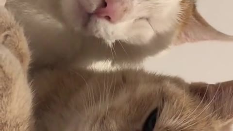 Two cute little cats