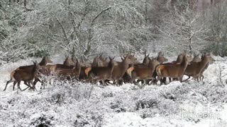 A group of deer in winter