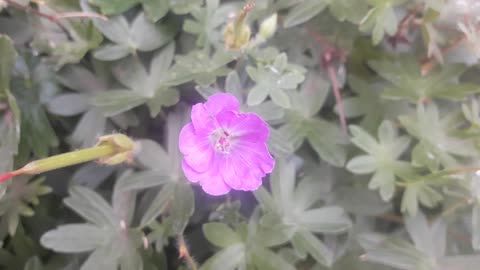 Small garden Geranium flower
