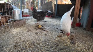 Backyard Chickens Fun Relaxing Chicken Sounds Noises Hens Clucking!