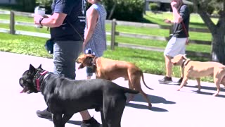 Off Leash Heeling Three Dogs Around the Neighborhood