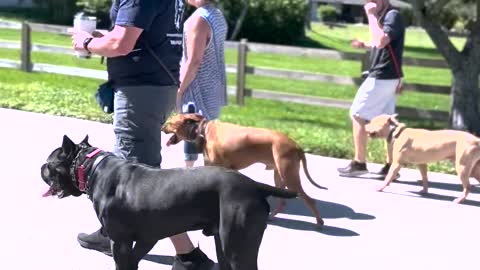 Off Leash Heeling Three Dogs Around the Neighborhood