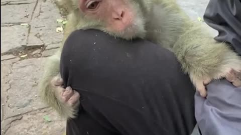 Lovely and Cute Monkey #pet