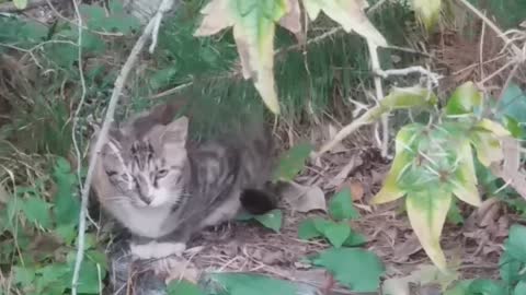 Tabby cat looking around before avoiding the rain