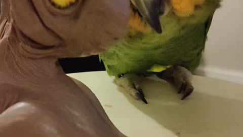 Sweet Parrot Wants Attention Too