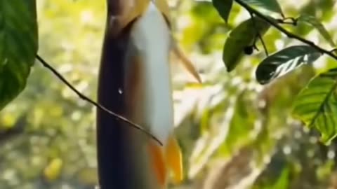 Unbelievable: Fish Jumped for Food But What Happened Next?
