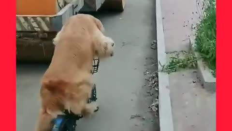 dog riding a bike