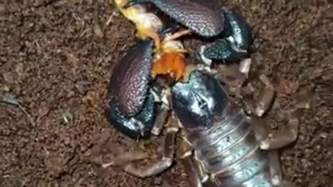 Fierce Encounter..scorpion vs centipede face off 🦂🦂