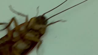 Ants Drag Cockroach by Its Antennas