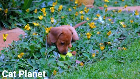 Cute Dogs New Video Compilation