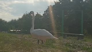 Swan comes to people