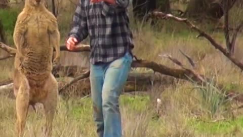 Pet parents Rescuers pup from kangaroo fight